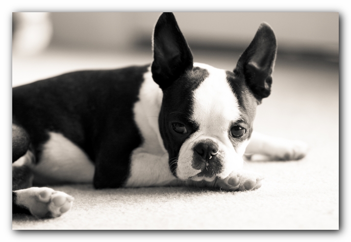 Howie the Boston Terrier Puppy