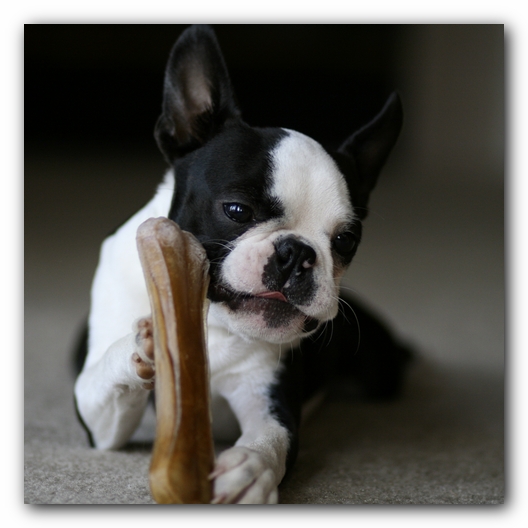 Howie the Boston Terrier Puppy