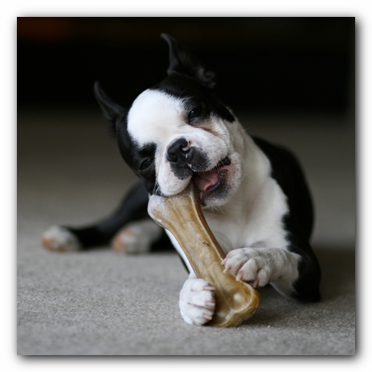Howie the Boston Terrier Puppy