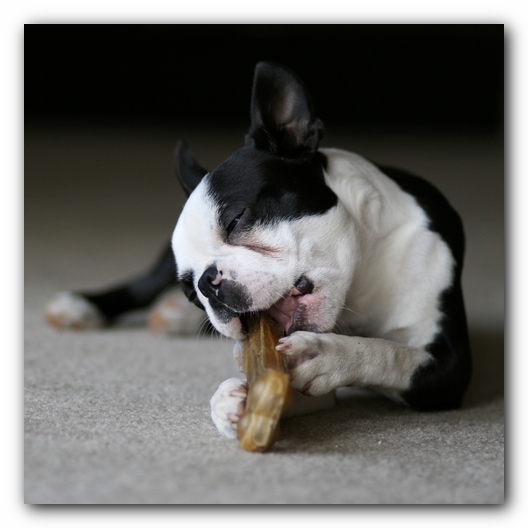 Howie the Boston Terrier Puppy