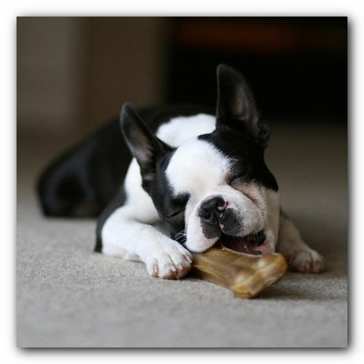 Howie the Boston Terrier Puppy