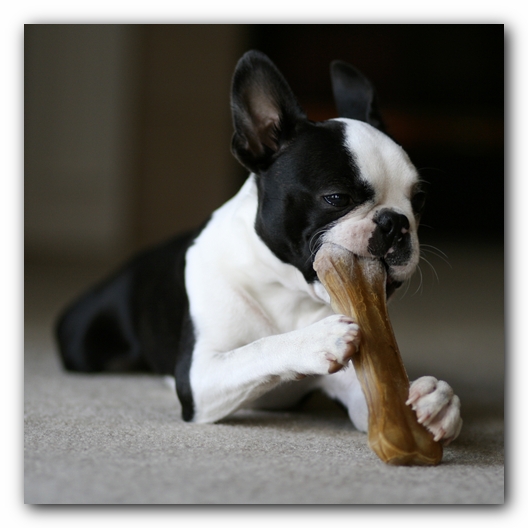Howie the Boston Terrier Puppy