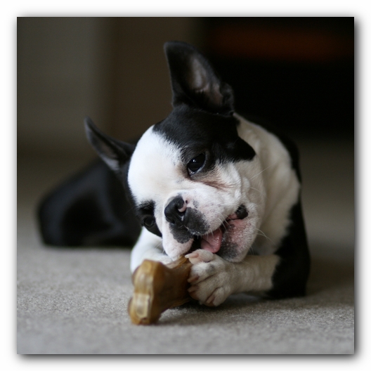 Howie the Boston Terrier Puppy
