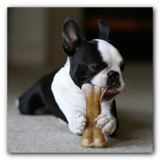 Howie the Boston Terrier Puppy