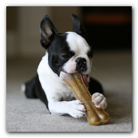 Howie the Boston Terrier Puppy