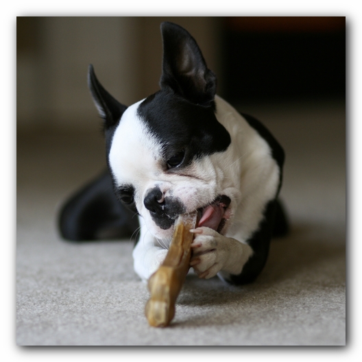 Howie the Boston Terrier Puppy