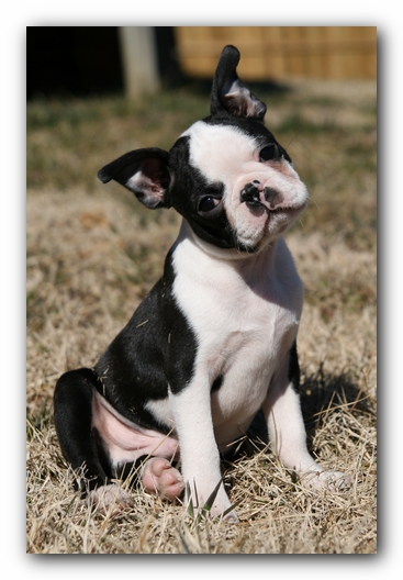 Howie the Sunwoods Boston Terrier Puppy