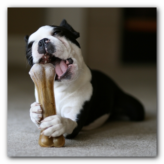 Howie the Boston Terrier Puppy