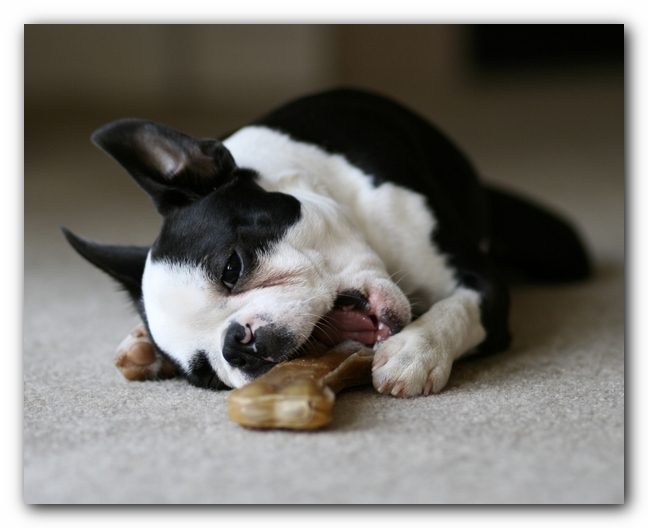 Howie the Boston Terrier Puppy