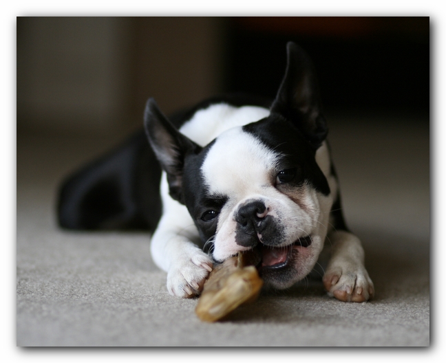 Howie the Boston Terrier Puppy