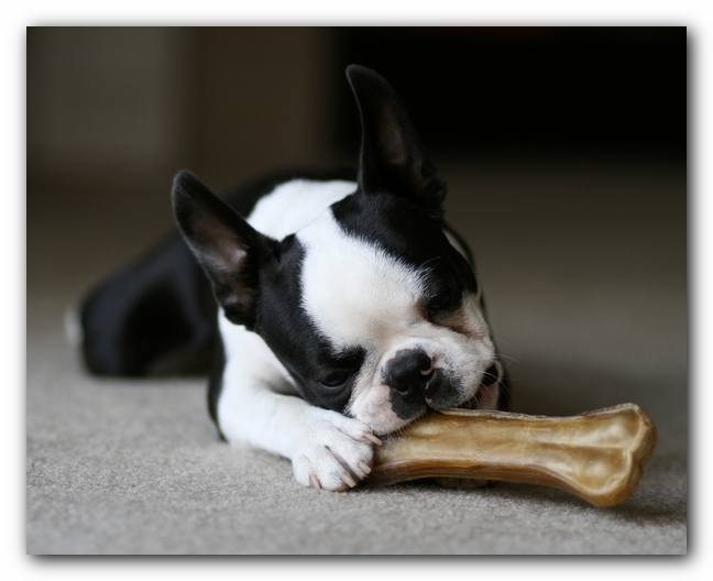 Howie the Boston Terrier Puppy