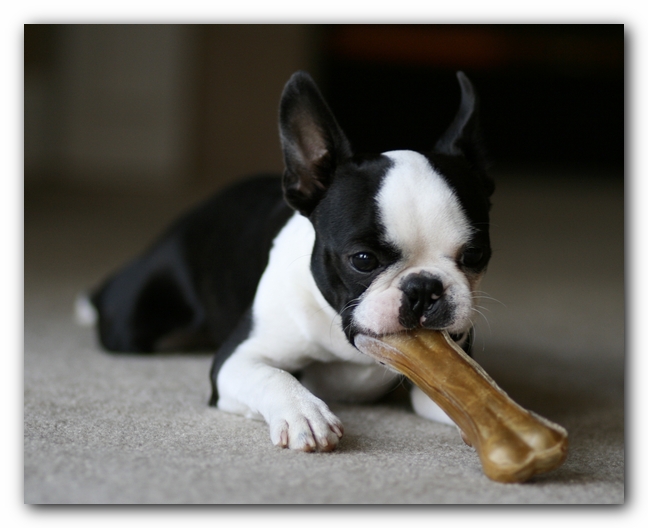 Howie the Boston Terrier Puppy