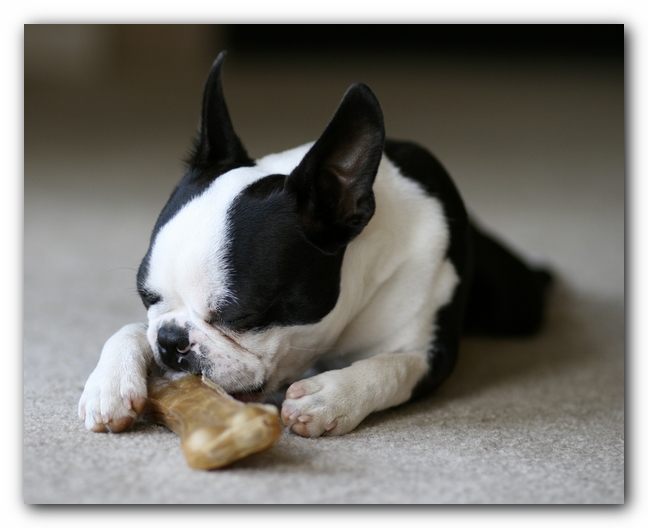 Howie the Boston Terrier Puppy