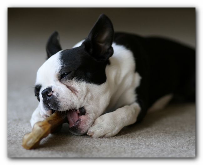 Howie the Boston Terrier Puppy