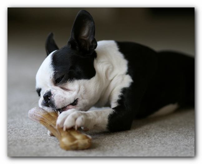 Howie the Boston Terrier Puppy