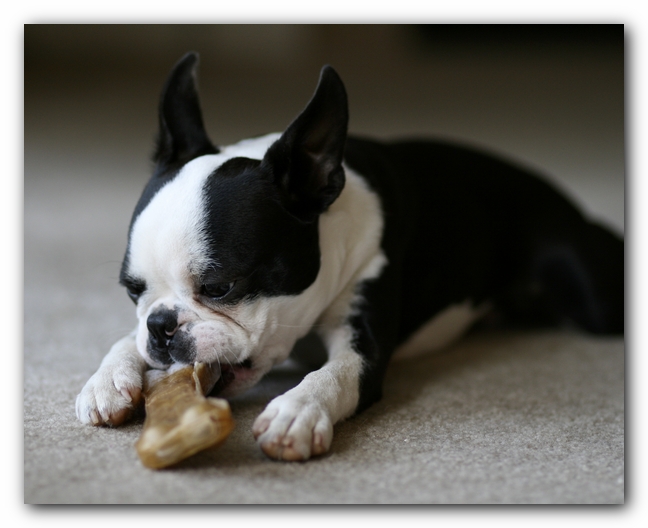 Howie the Boston Terrier Puppy