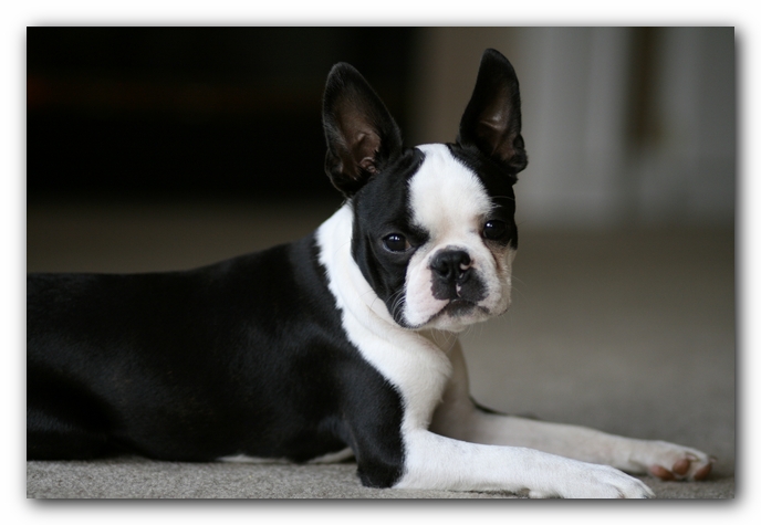 Howie the Boston Terrier Puppy
