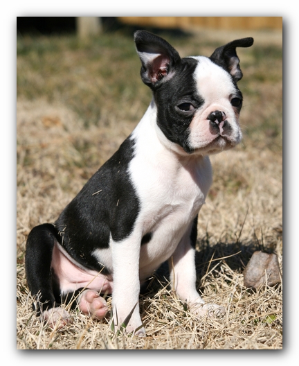 Howie the Sunwoods Boston Terrier Puppy