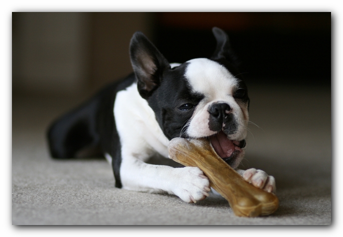 Howie the Boston Terrier Puppy