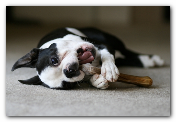 Howie the Boston Terrier Puppy