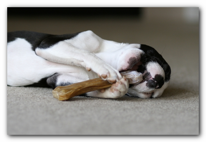 Howie the Boston Terrier Puppy