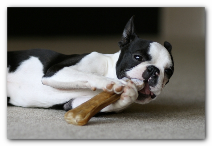 Howie the Boston Terrier Puppy
