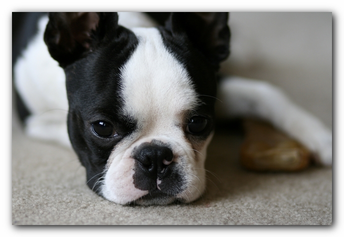 Howie the Boston Terrier Puppy