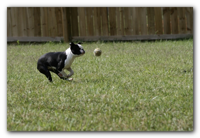 Howie the Boston Terrier Puppy
