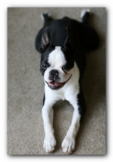 Howie the Boston Terrier Puppy