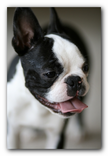 Howie the Boston Terrier Puppy