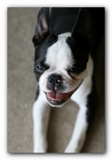 Howie the Boston Terrier Puppy
