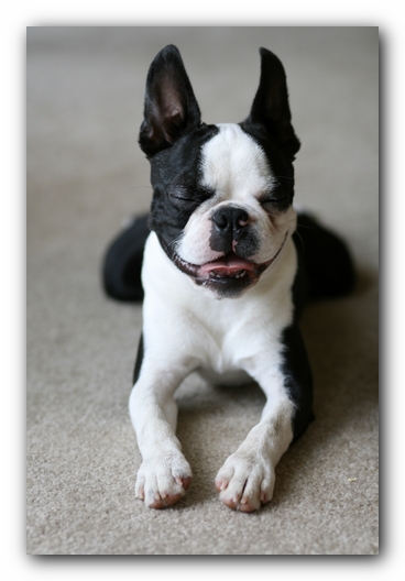 Howie the Boston Terrier Puppy