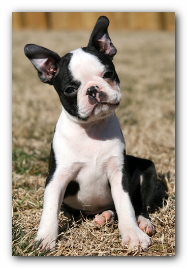 Howie the Sunwoods Boston Terrier Puppy
