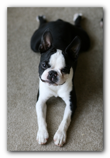 Howie the Boston Terrier Puppy