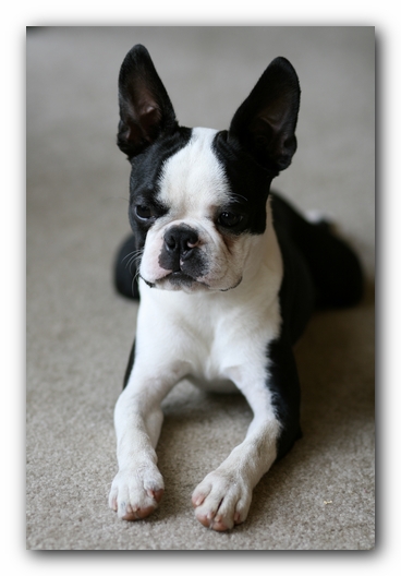 Howie the Boston Terrier Puppy