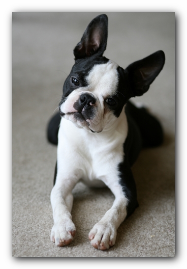 Howie the Boston Terrier Puppy