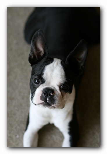 Howie the Boston Terrier Puppy