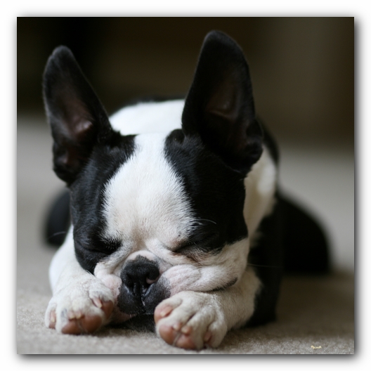 Howie the Boston Terrier Puppy