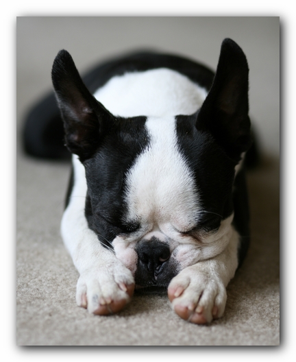 Howie the Boston Terrier Puppy