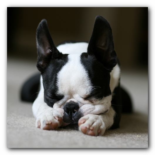 Howie the Boston Terrier Puppy