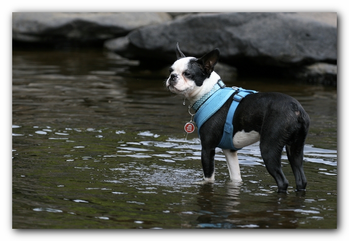 Howie the Boston Terrier Puppy goes to Little River Canyon