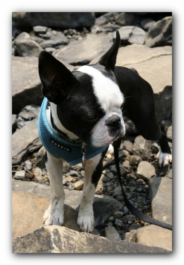 Howie the Boston Terrier Puppy goes to Little River Canyon