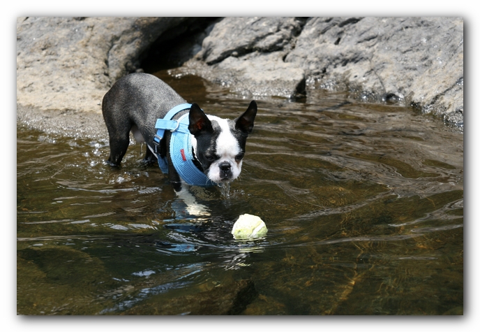 Howie the Boston Terrier Puppy goes to Little River Canyon