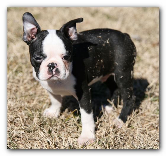Howie the Sunwoods Boston Terrier Puppy