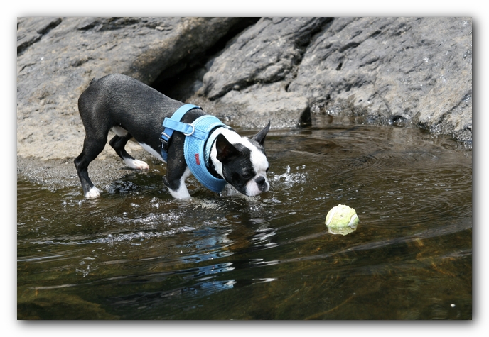 Howie the Boston Terrier Puppy goes to Little River Canyon
