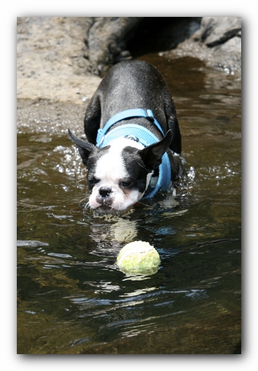 Howie the Boston Terrier Puppy goes to Little River Canyon