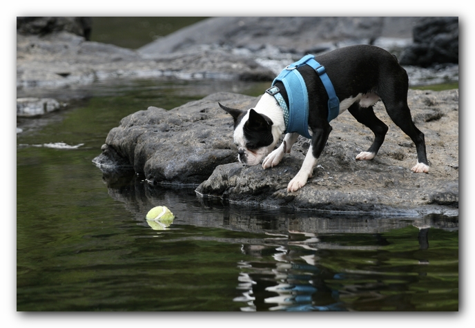 Howie the Boston Terrier Puppy goes to Little River Canyon