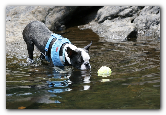 Howie the Boston Terrier Puppy goes to Little River Canyon