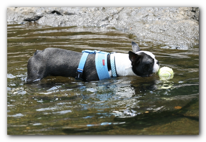 Howie the Boston Terrier Puppy goes to Little River Canyon