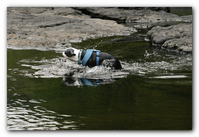 Howie the Boston Terrier Puppy goes to Little River Canyon